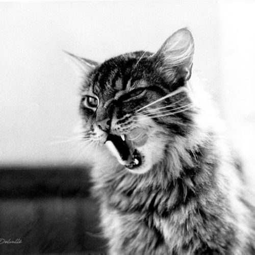 Chat