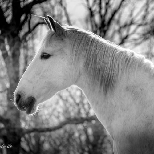 Cheval Juillan (65)