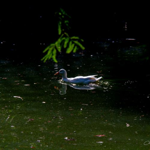Jardin Massey - Tarbes - Hautes Pyrénées - Canard