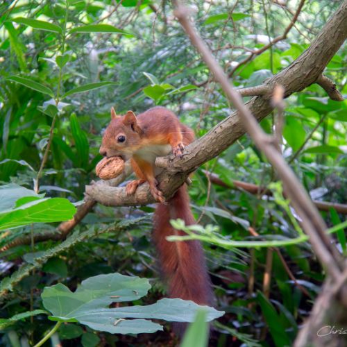 Jardin Massey - Tarbes - Hautes Pyrénées - Ecureuil