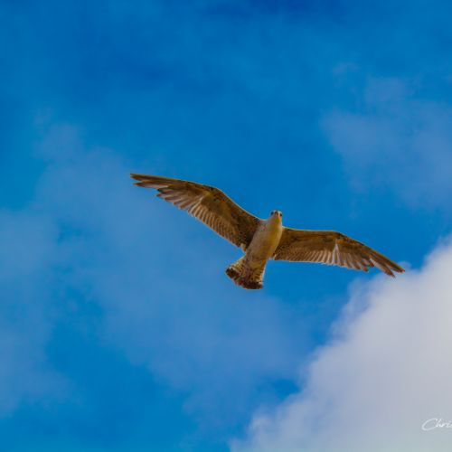Mouette à Capbreton dans les Landes