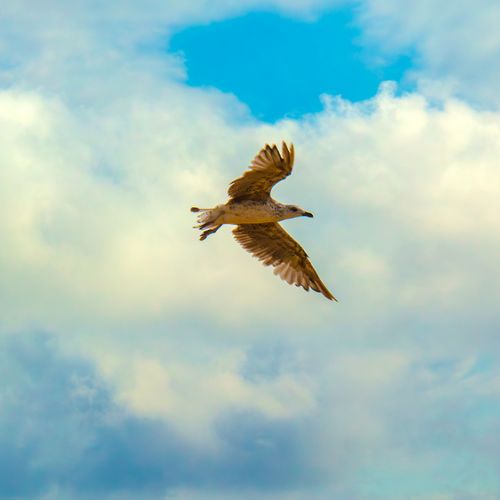 Mouette à Capbreton dans les Landes