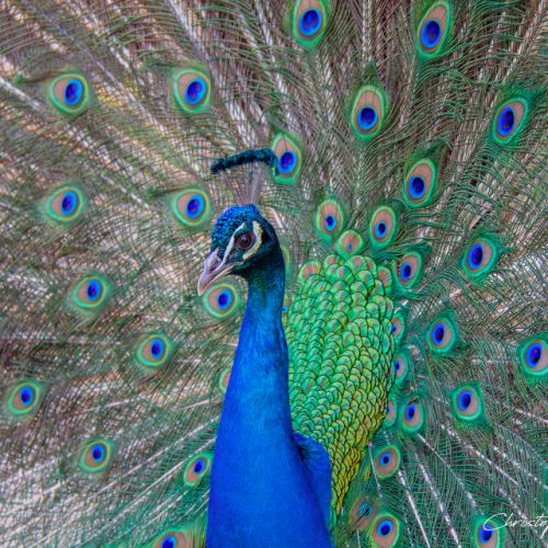 Paon - jardin Massey - Tarbes