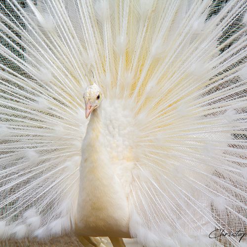 Paon blanc