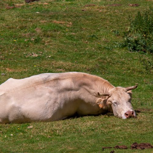 Vache au cirque d'Estaubé - Pyrénées