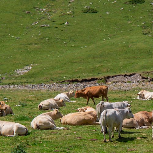 Vaches au cirque d'Estaubé - Pyrénées