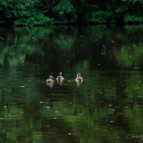 Canard dans le Berry