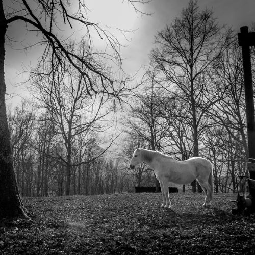 Cheval Juillan (65)
