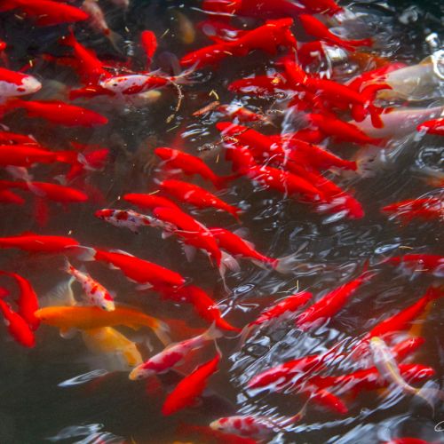 Jardin Massey - Tarbes - Hautes Pyrénées - Carpes KoÏ