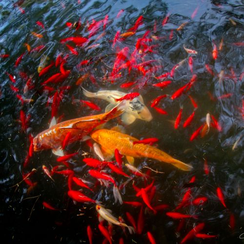 Jardin Massey - Tarbes - Hautes Pyrénées - Carpes Koï