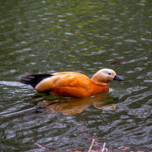 Jardin Massey - Tarbes - Hautes Pyrénées