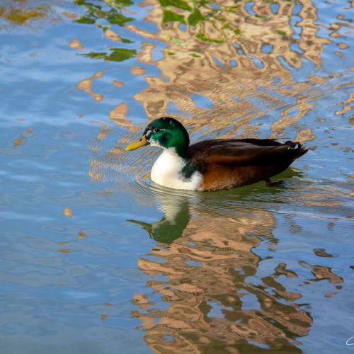 Jardin Massey - Tarbes - Hautes Pyrénées