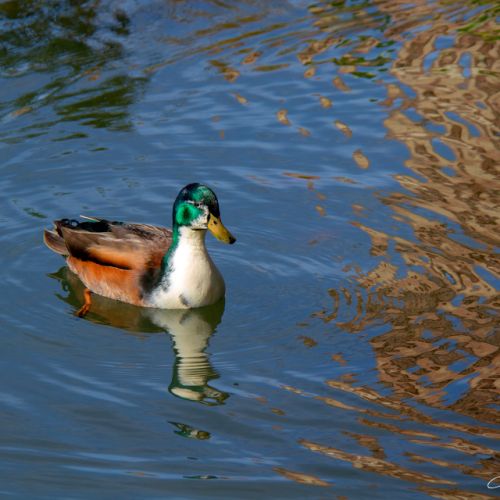Jardin Massey - Tarbes - Hautes Pyrénées