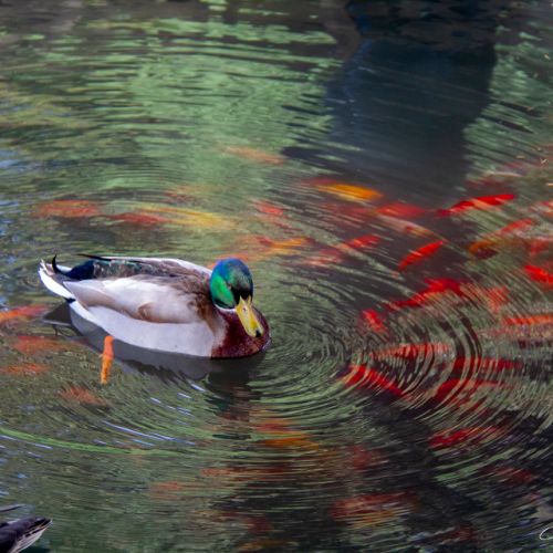 Jardin Massey - Tarbes - Hautes Pyrénées