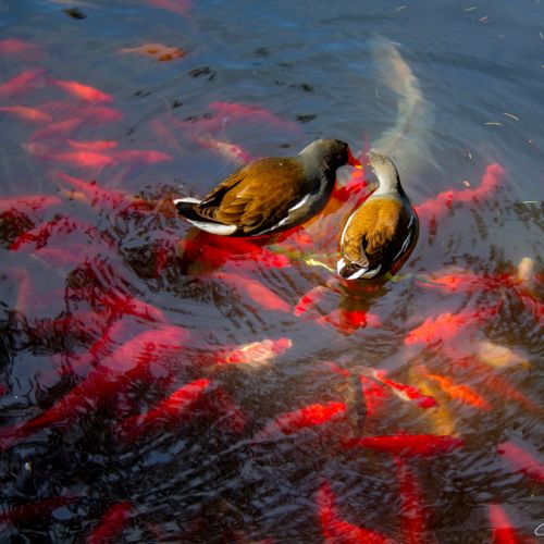 Jardin Massey - Tarbes - Hautes Pyrénées - Carpes Koï