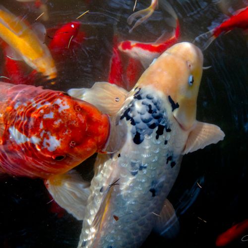 Jardin Massey - Tarbes - Hautes Pyrénées - Carpes Koï