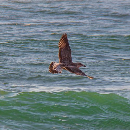 Mouette à Capbreton dans les Landes