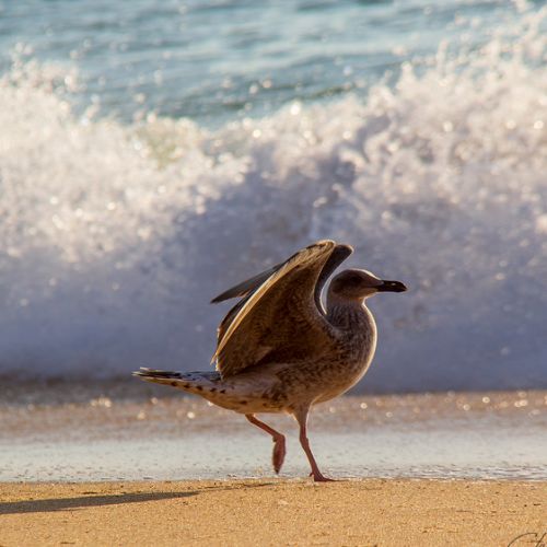 Mouette à Capbreton dans les Landes