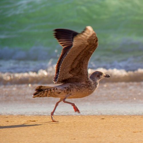 Mouette à Capbreton dans les Landes
