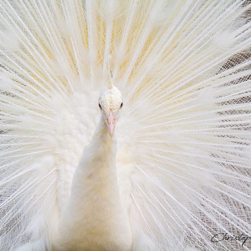 Paon blanc