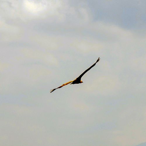 Rapace dans les Pyrénées