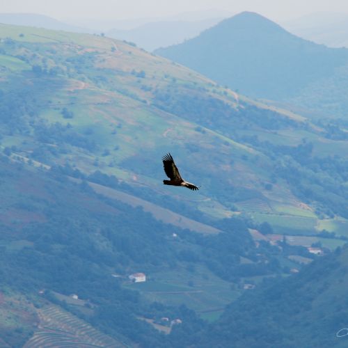 Rapace dans les Pyrénées