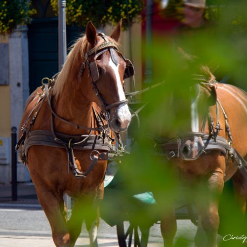 Tarbes - chevaux