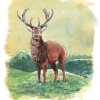 Aquarelle